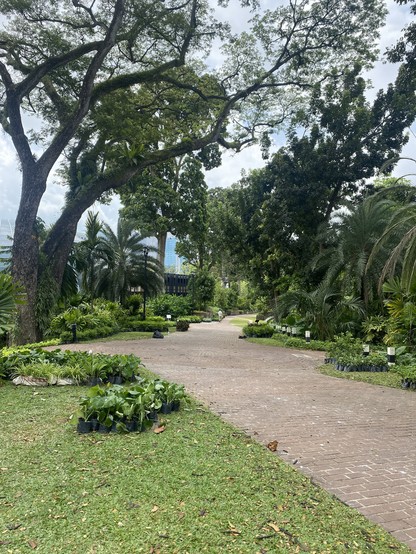 Very lush and green pathway through Singapore management university. 